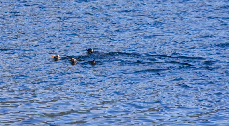 Swimming Fiordland Crested Penguins